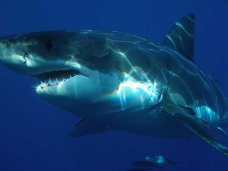 广泛的鲨鱼庇护所宣称为印尼岛