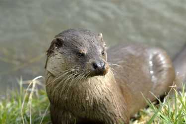 1亿英镑投资英国河流野生动物