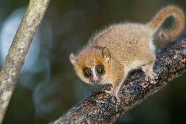 过去十年在马达加斯加发现的600种新物种