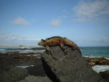 海牧羊犬在加拉帕戈斯群岛偷猎偷猎