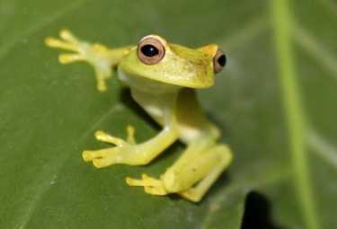 人工繁殖项目为罕见的树蛙的生存提供了希望
