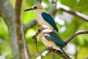 阿莫翠鸟:科学家拯救世界上稀有的鸟打败仗
