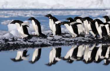 保护企鹅从栖息地损失