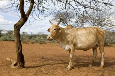 非洲农民受益于基因抗牛“昏睡病”
