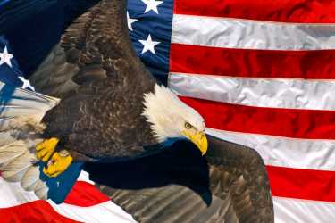 我们庆祝美国鹰的一天