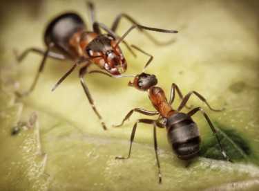 栖息在树上的蚂蚁的战争