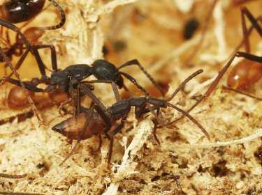 陆军蚂蚁容忍甲虫模仿的多种演变