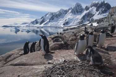 南极企鹅在由于气候变化问题
