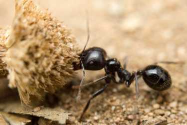 蚂蚁很擅长控制人群!