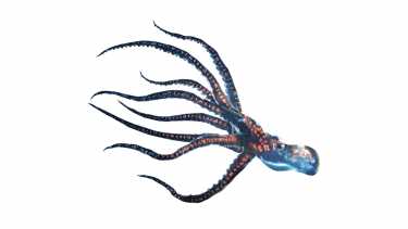 释放“克拉肯”，嗯艺术三叠纪的Cephalopod