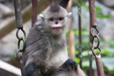 亚洲灵长类动物演变被奇怪的猴子兴起