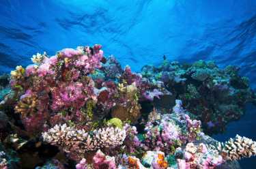 评估生命体征的珊瑚礁