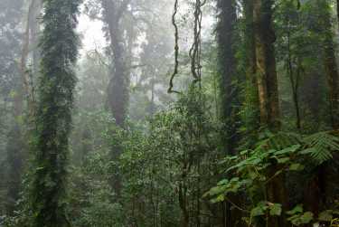 澳大利亚的塔肯热带雨林受到采矿公司的威胁