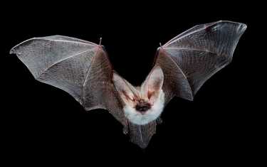 蝙蝠飞得很高，DNA技术也很先进