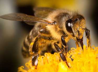 蜜蜂死 - 简单的预防努力你可以做到
