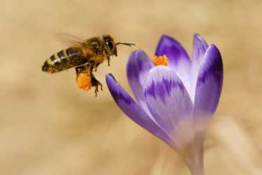 拯救蜜蜂与新农药