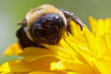 蜜蜂的豁免处于发展状态。
