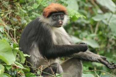 受保护的热带森林中的生物多样性受到威胁