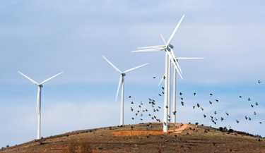 生物多样性研究所研究风力涡轮机危险野生动物
