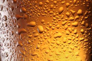 变暖啤酒!科学家在酿造寻找生物燃料的浪费