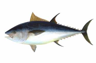 游说团体在澳大利亚呼吁全球抵制蓝鳍金枪鱼