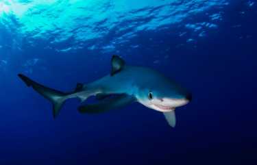 亚速尔群岛的蓝鲨生与死