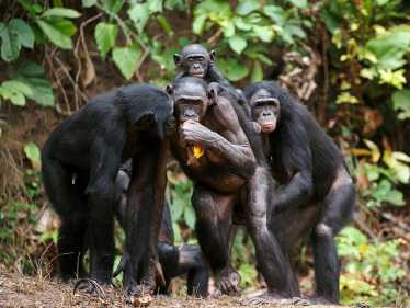 Bonobo，黑猩猩或赌徒？