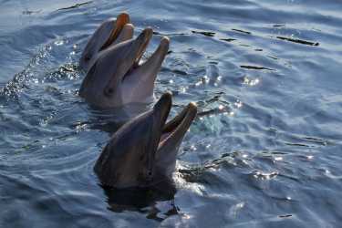 宽吻海豚协助渔民在巴西