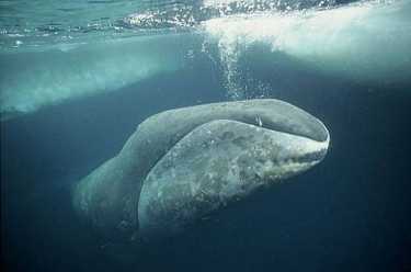 北极露脊鲸整个冬天都在摇摆。