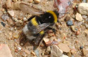为什么短语“忙碌的蜜蜂”可能会灭绝