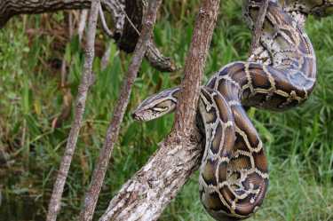 入侵缅甸蟒蛇与大沼泽地