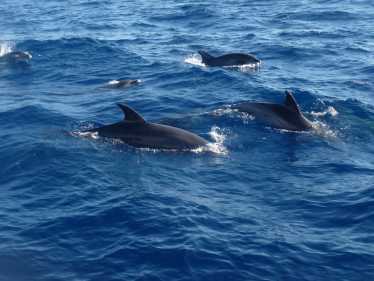 加勒比海宽吻海豚在泄漏后严重患病