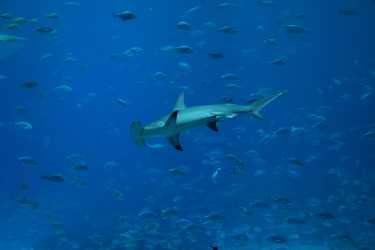 智利最新的国家，采取行动鲨鱼鳍收费