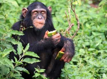 黑猩猩通过文化偏好选择手扣