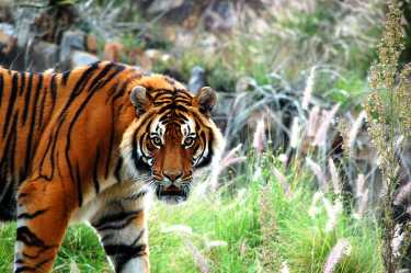 中国指责“法律”老虎和豹贸易
