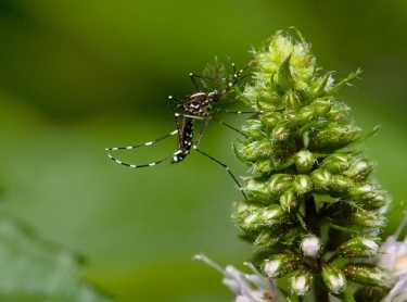改变气候可能有助于侵入性亚洲虎蚊虫传播北方
