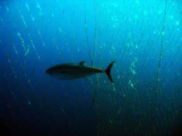 广泛的联盟支持复苏的大西洋蓝鳍金枪鱼