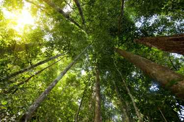 刚果将主办国际热带森林峰会
