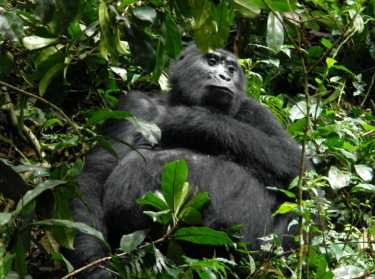 betway必威官网平台环保主义者庆祝山地大猩猩的数量增加