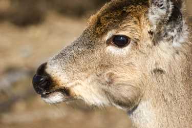 有争议的纽约鹿狩猎限制