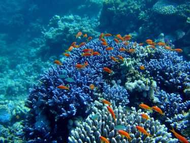 珊瑚是如何成为防晒丸的秘密