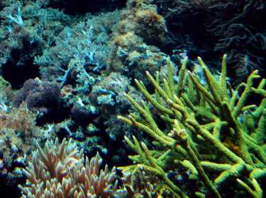 珊瑚专家预测礁石的“终点”