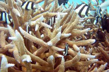 墨西哥湾的深水珊瑚被油犯规