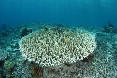 危机中的珊瑚礁
