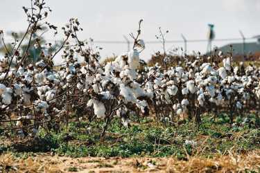 亚利桑那州的棉花种植者用新策略对付入侵的害虫