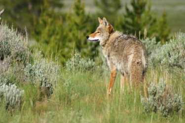 狼狼杂交育种威胁生存