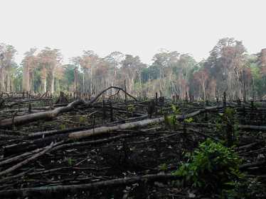 出口滥伐森林的发展中国家