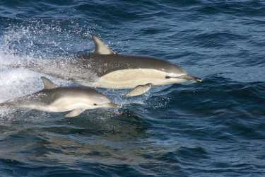 常见的海豚适应海湾生活。