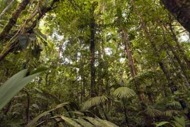 摧毁亚马逊森林削减降雨