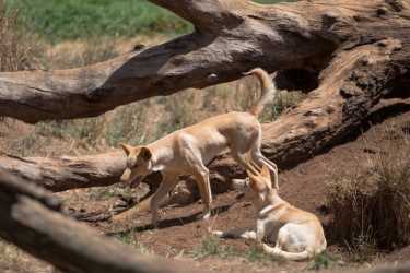 澳大利亚内陆野狗还是自然生态系统?